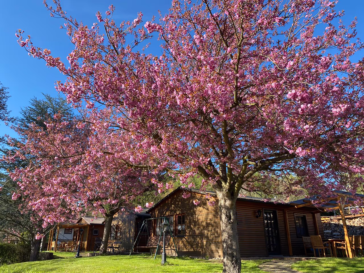 Ferienhaus - Aussenansicht mit Kirschblüten